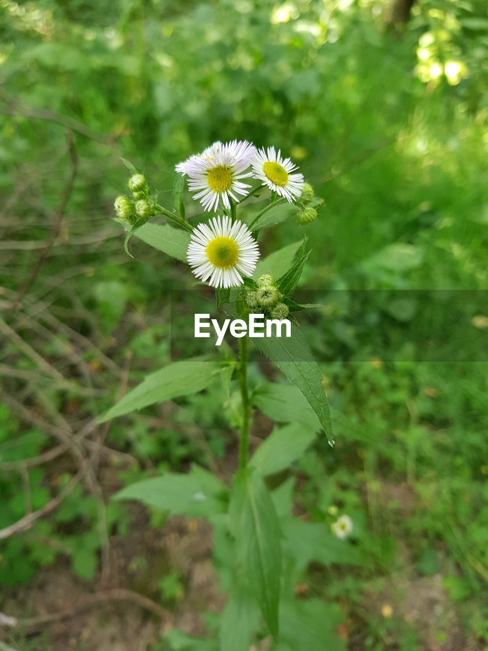 CLOSE-UP OF WHITE FLOWERING PLANTS ON FIELD