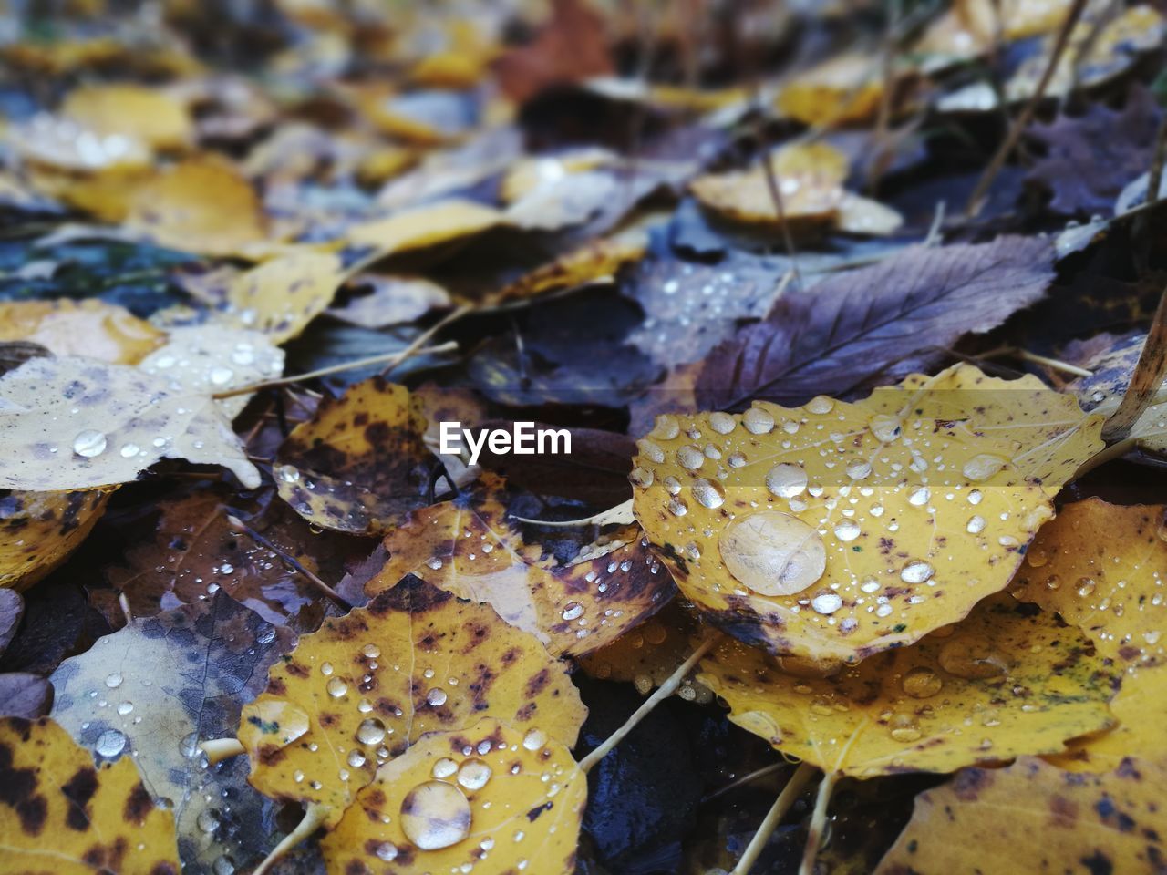 CLOSE UP OF WATER DROPS ON LEAVES