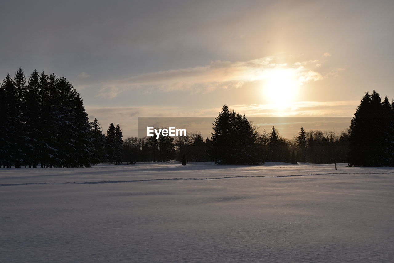 TREES ON SNOW COVERED LANDSCAPE