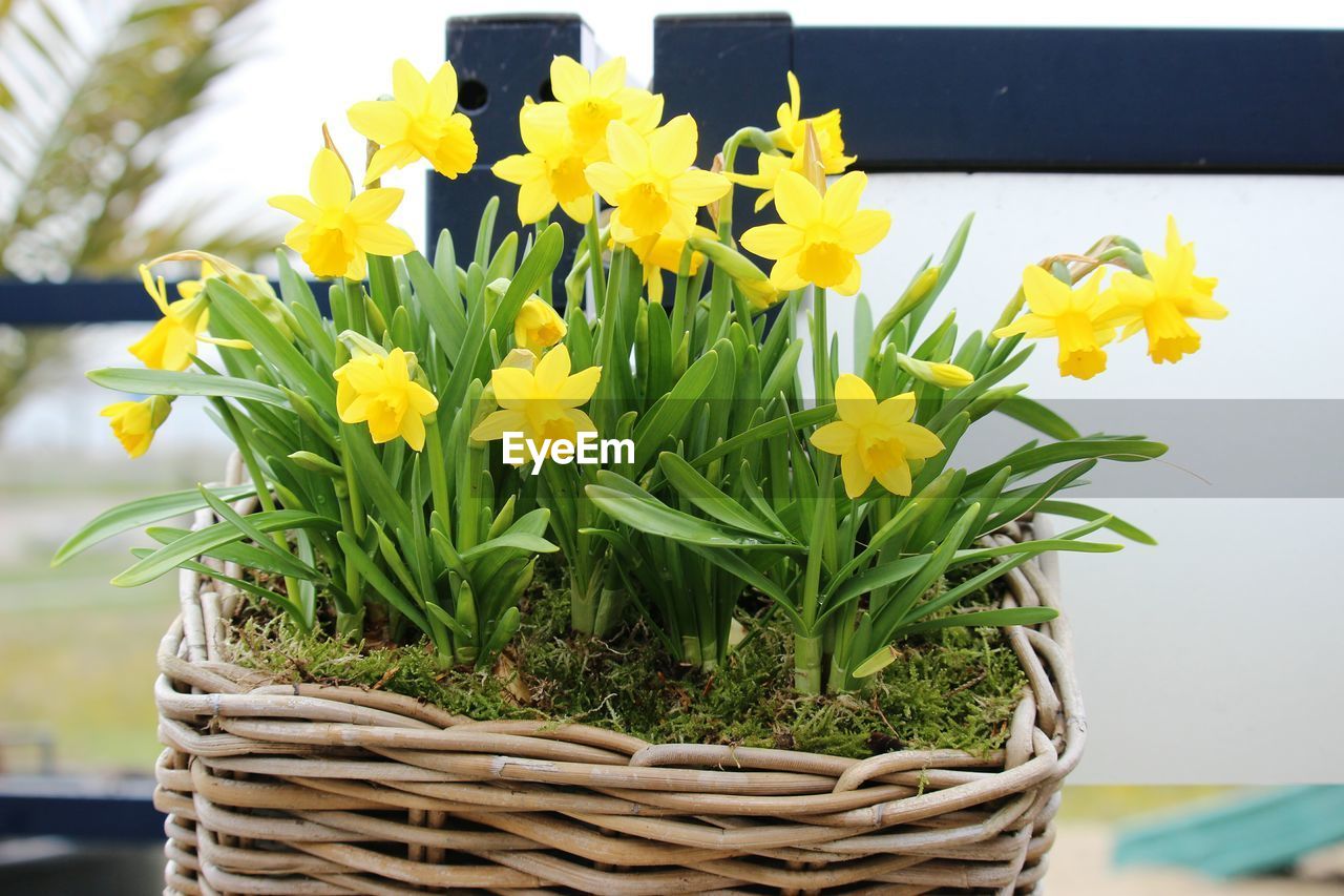 Close-up of yellow flowers