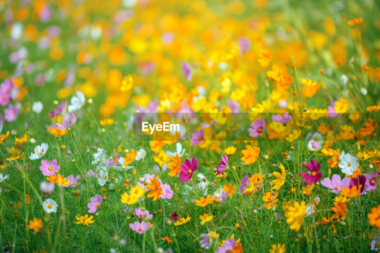 Cosmos flower garden in bule sky background