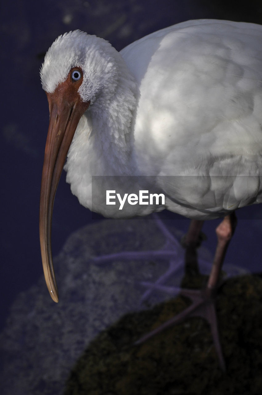 CLOSE-UP OF PELICAN IN BACKGROUND