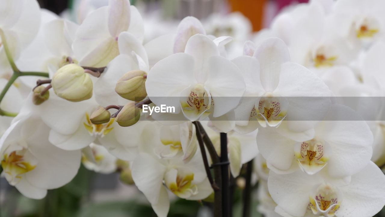 Close-up of white flowers