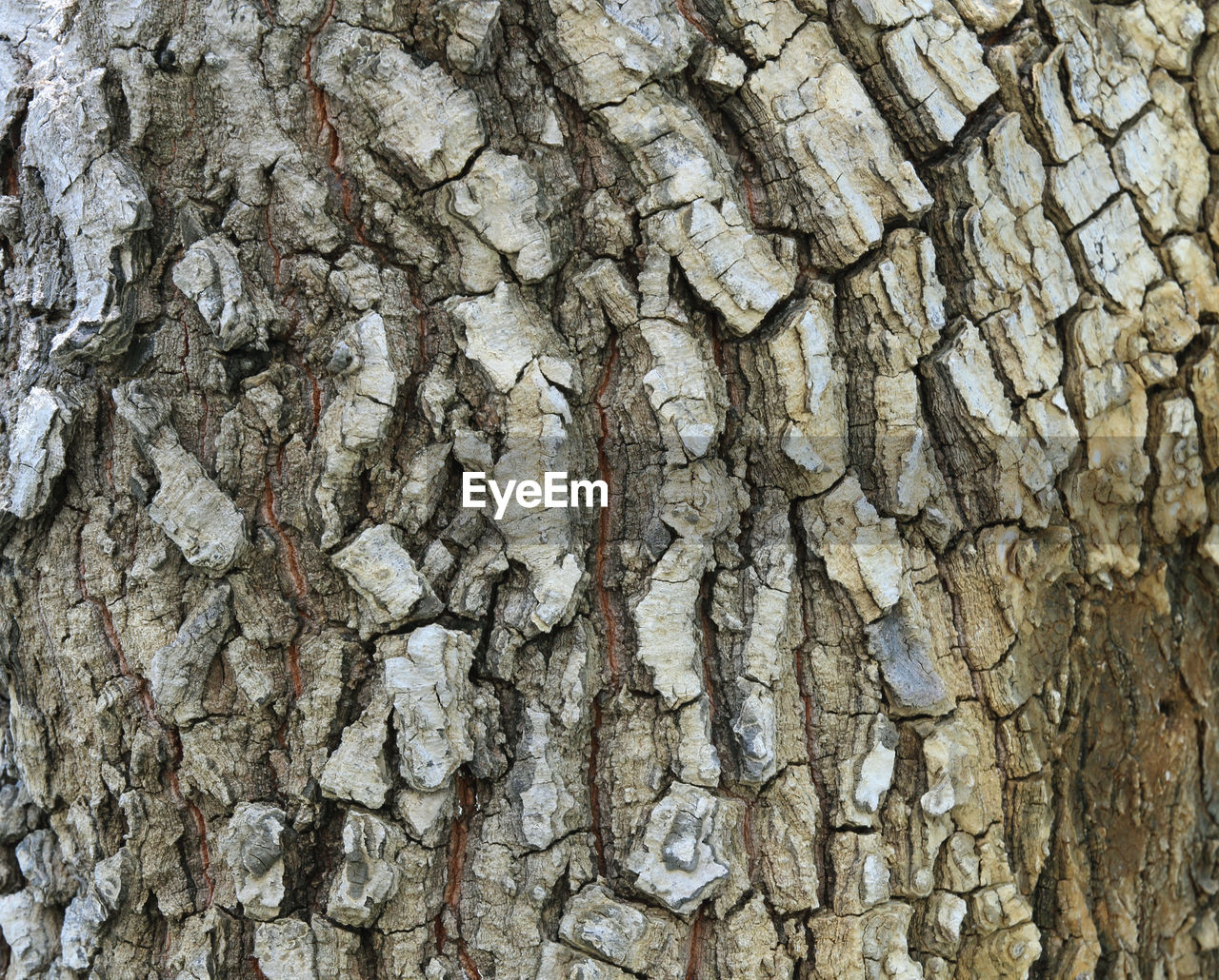 FULL FRAME SHOT OF TREE TRUNK WITH BARK