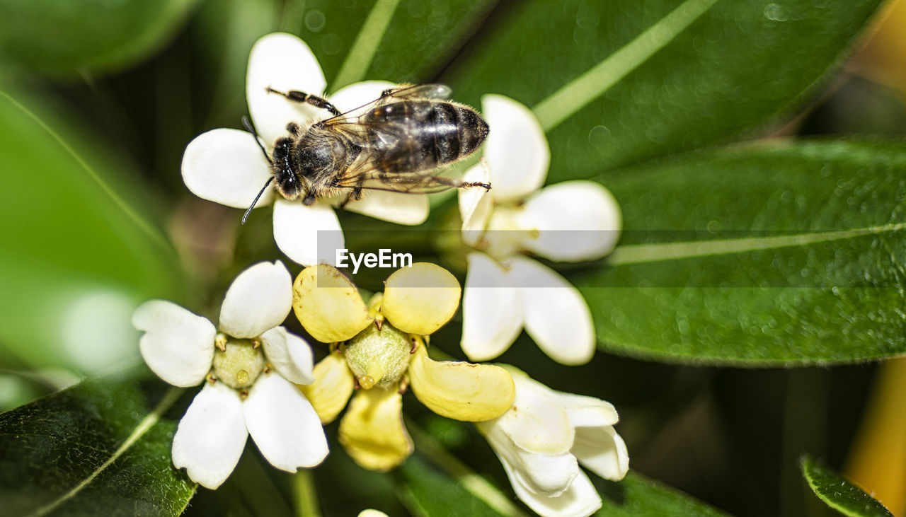 CLOSE-UP OF HONEY BEE ON FLOWER