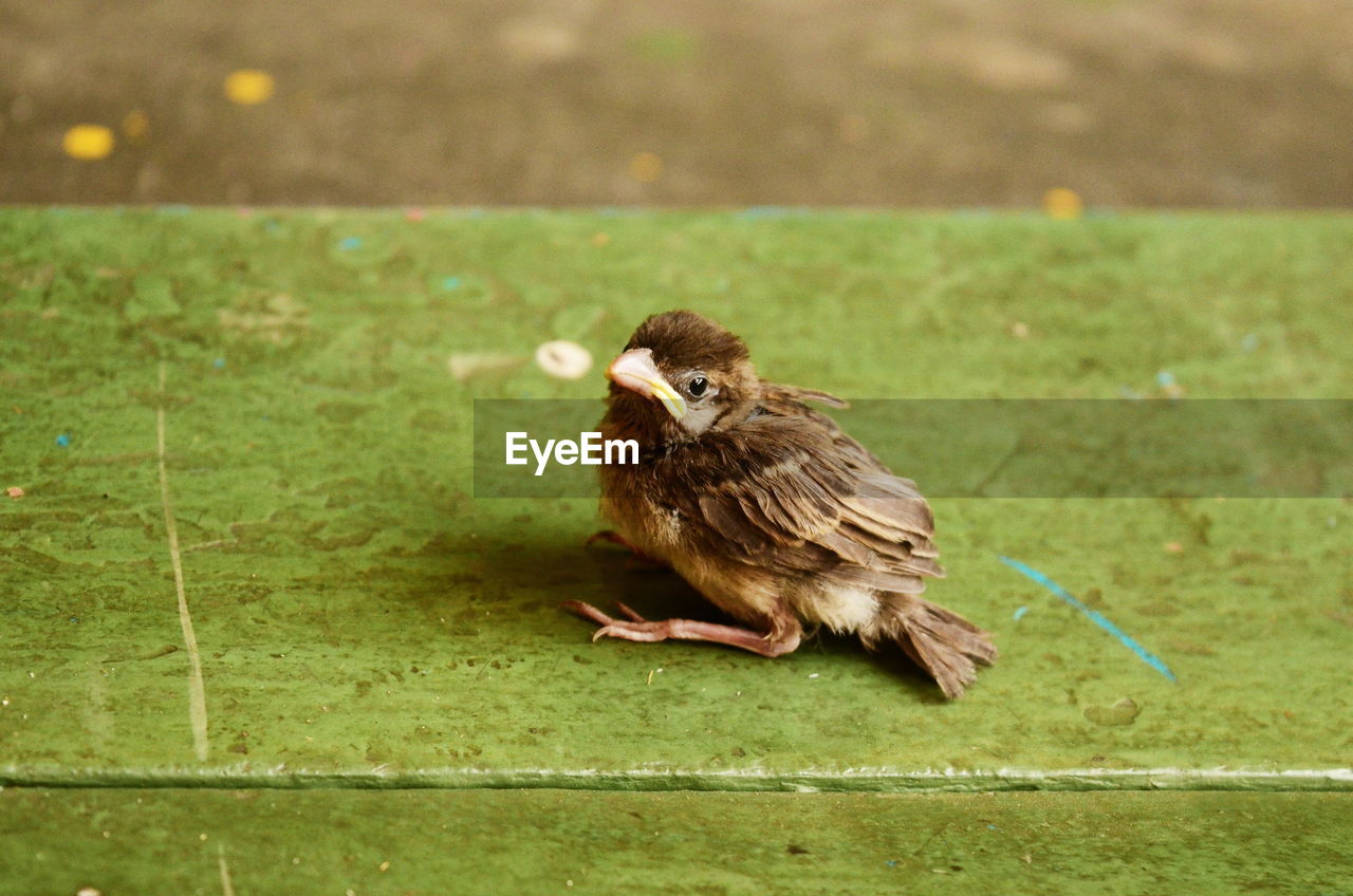 CLOSE-UP OF SPARROW PERCHING ON GREEN GRASS