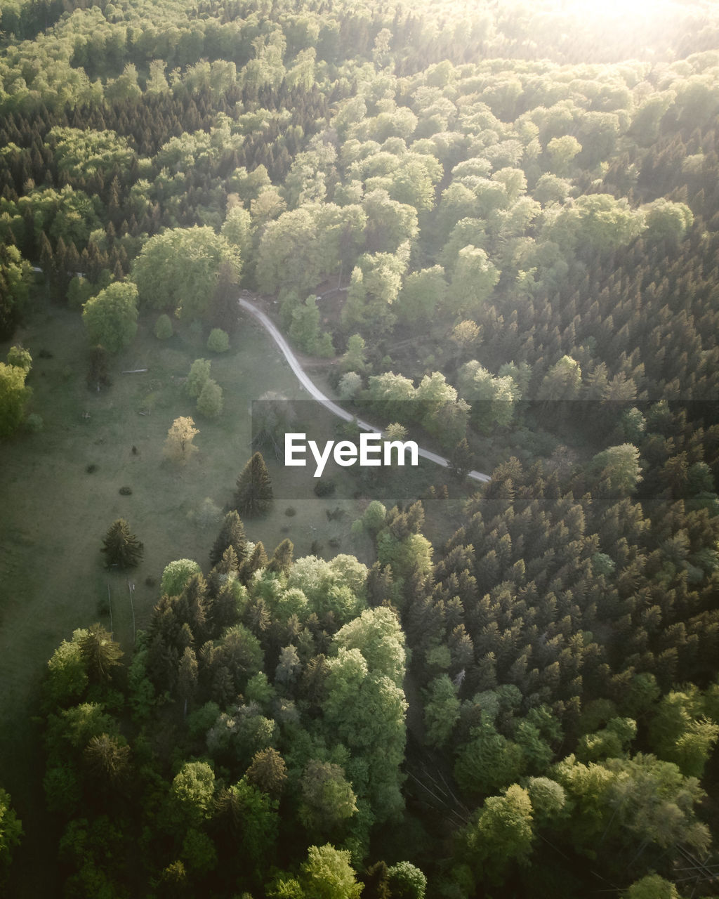High angle aerial view of trees and clearing in forest during evening light
