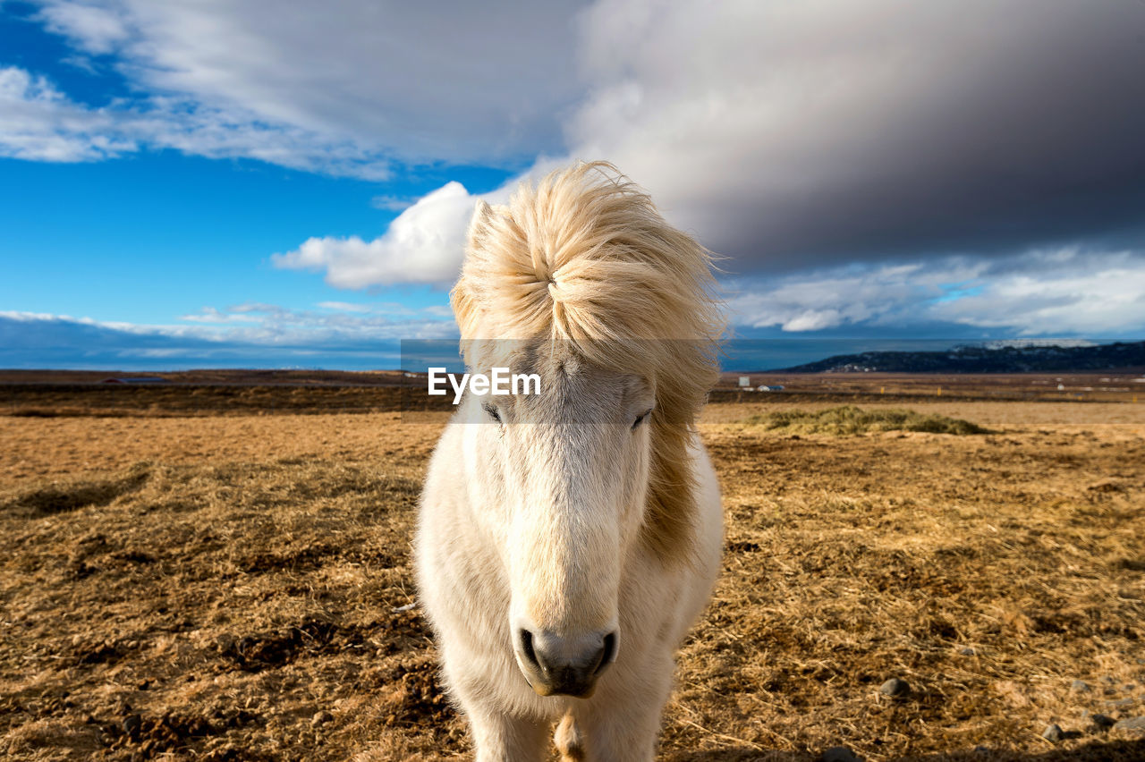 Close-up of white horse on field against cloudy sky