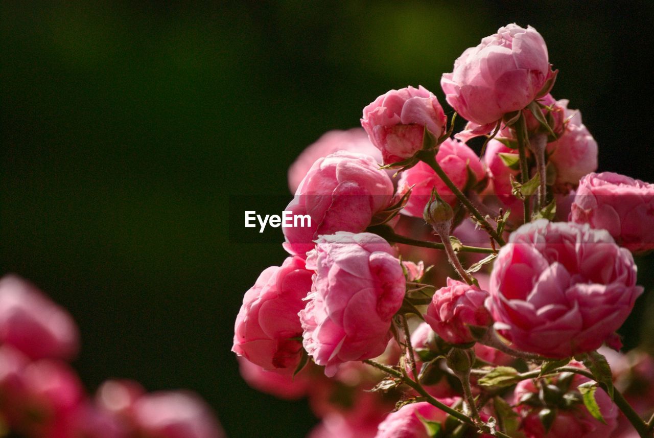 Close-up of pink roses