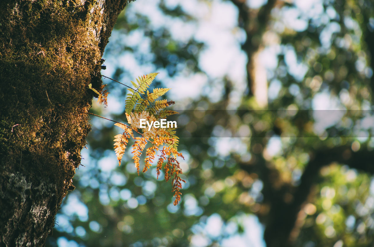 Close-up of pine tree