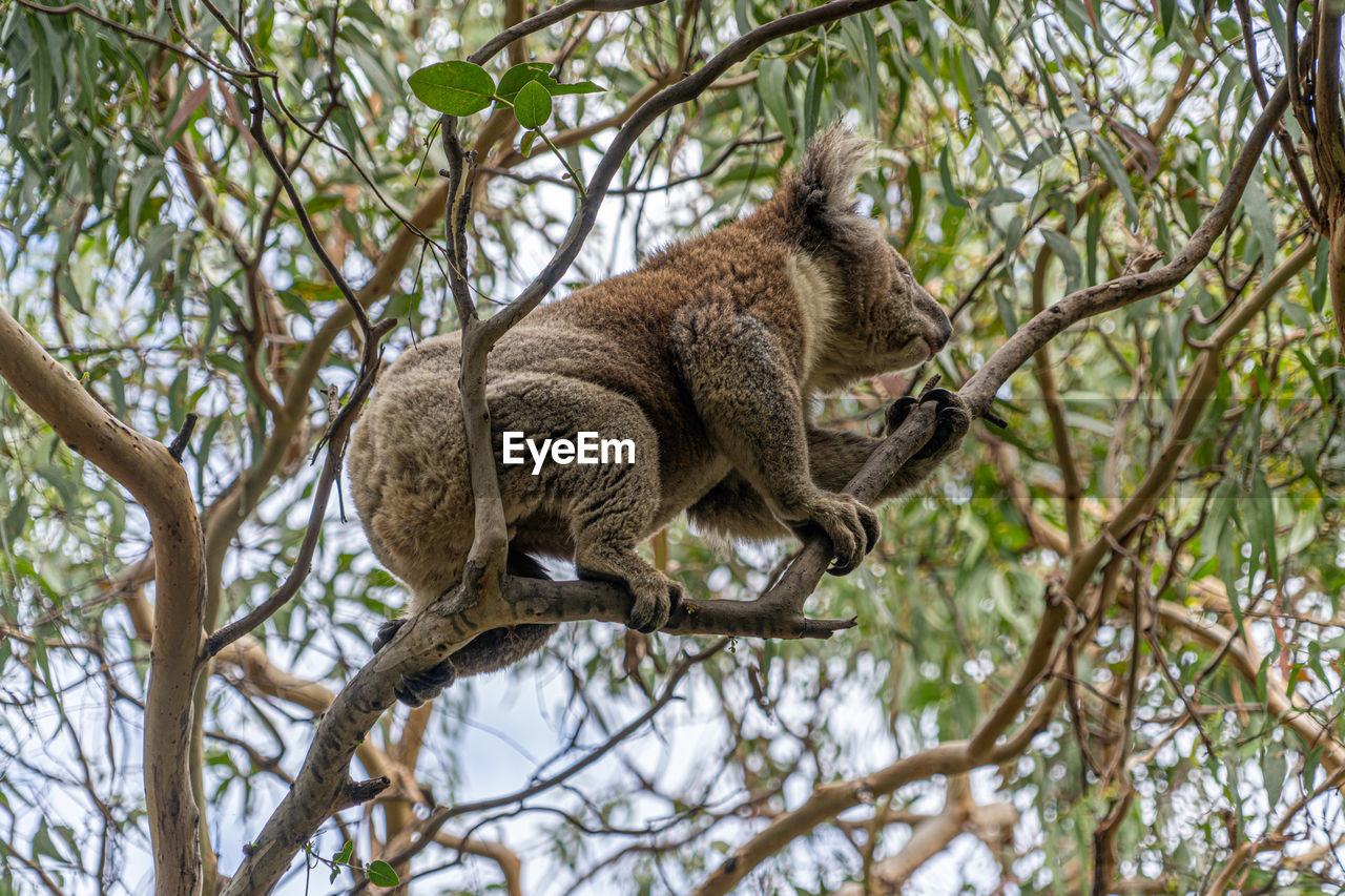 Low angle view of koala sleeping on gum tree