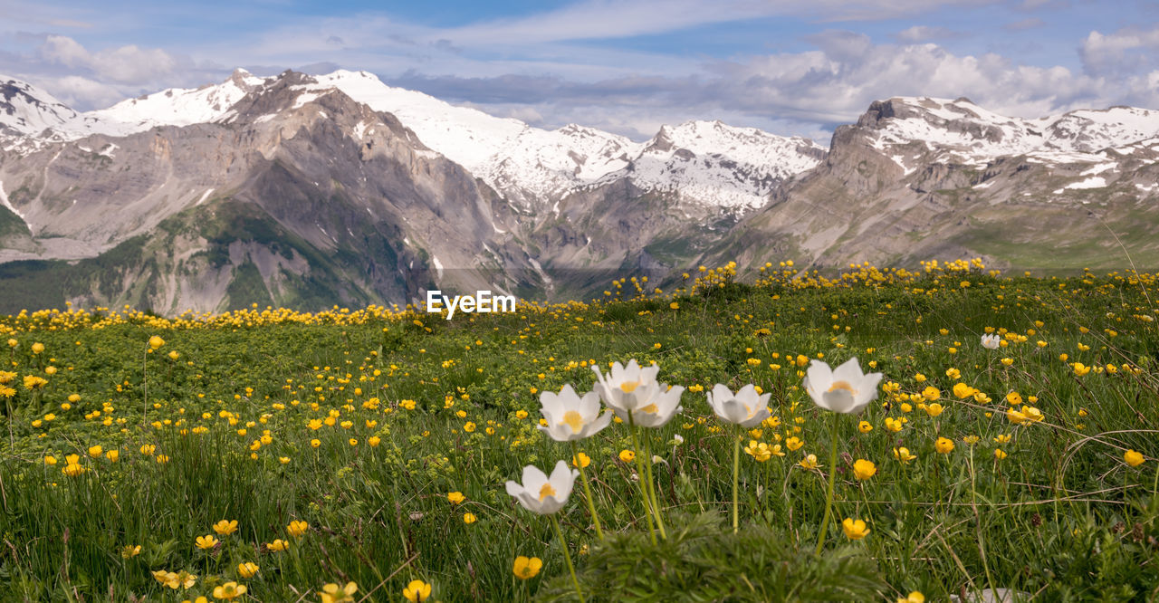 Scenic view of flowering plants on field against mountains