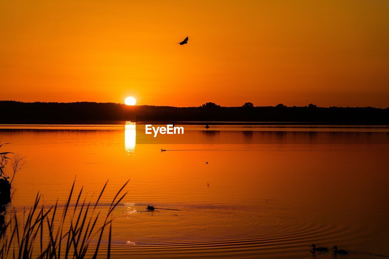 SILHOUETTE BIRD ON LAKE AGAINST ORANGE SKY