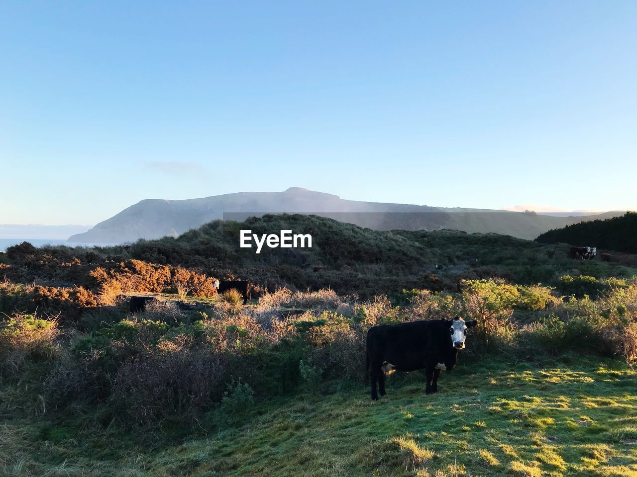 VIEW OF A HORSE ON FIELD