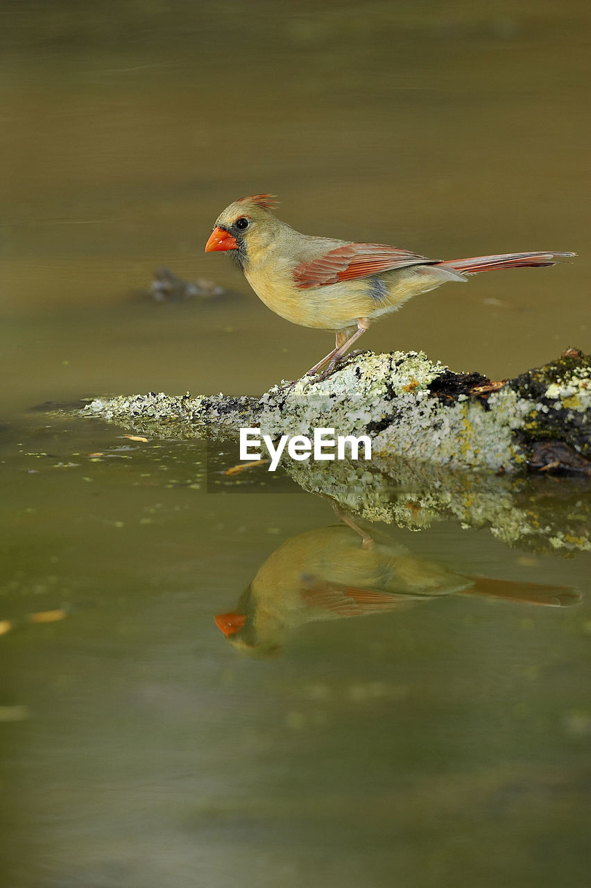 VIEW OF BIRD PERCHING ON A LAKE