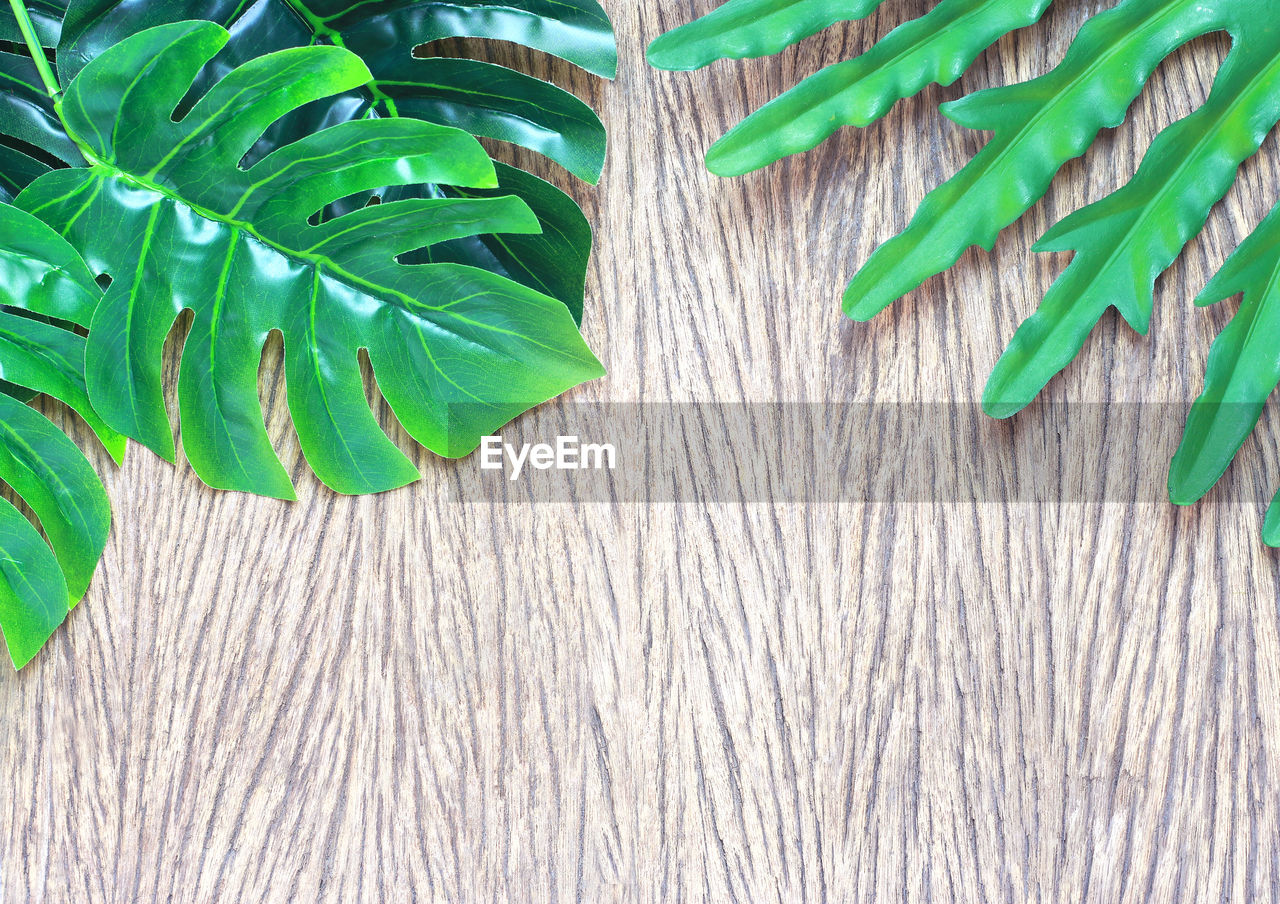 Tropical philodendron and monstera palm leaves tree background