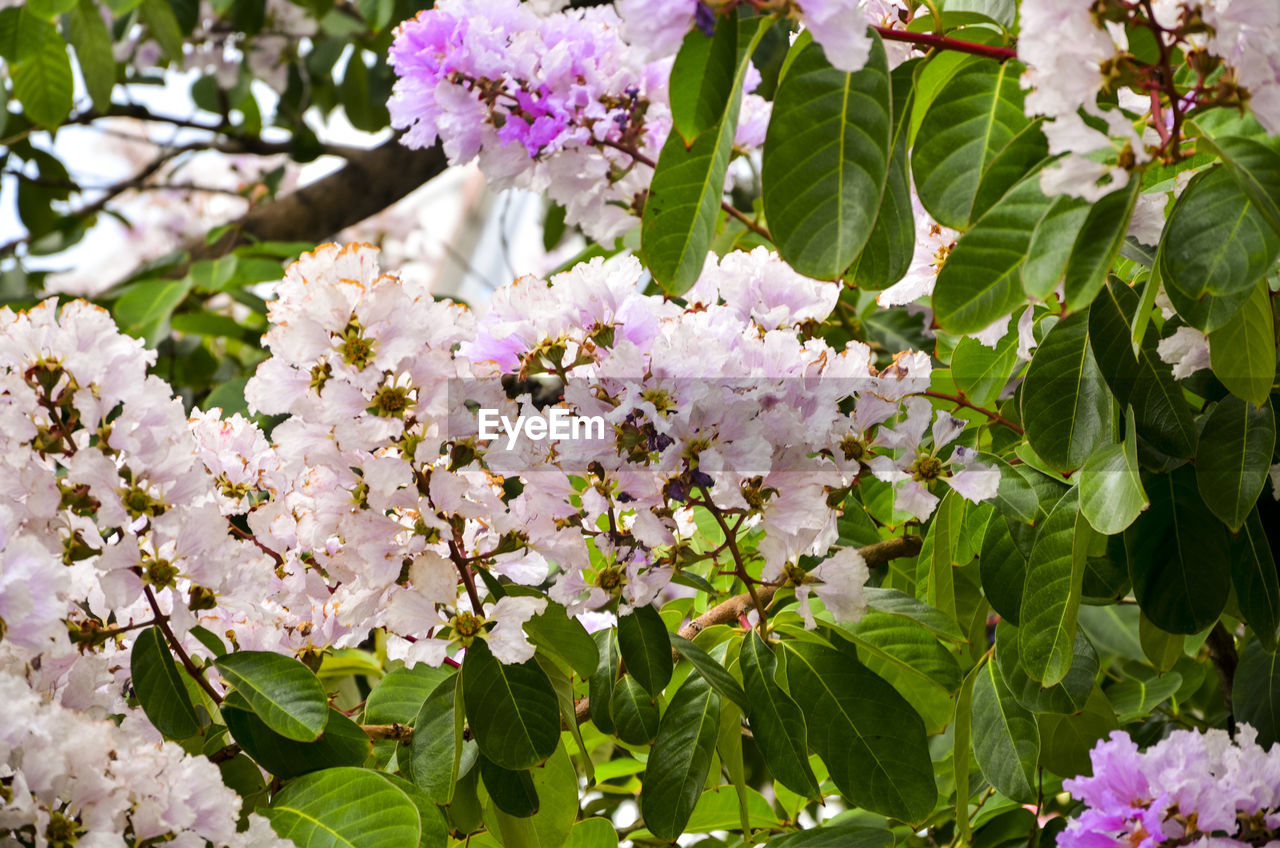 CLOSE-UP OF PINK FLOWERS BLOOMING ON BRANCH