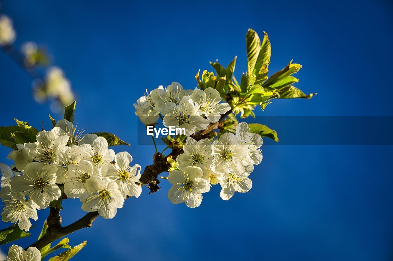 LOW ANGLE VIEW OF CHERRY BLOSSOM PLANT AGAINST BLUE SKY