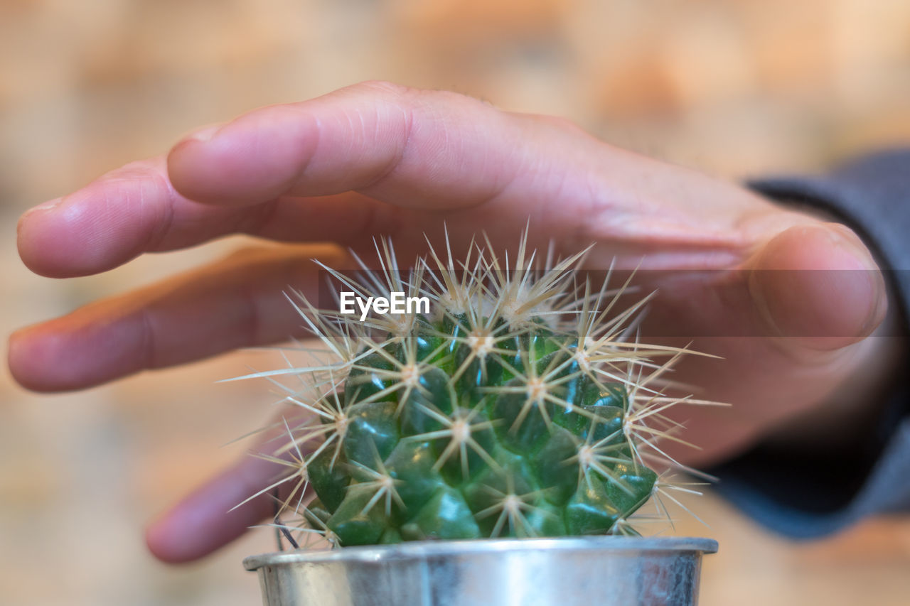 CLOSE-UP OF PERSON HOLDING CACTUS