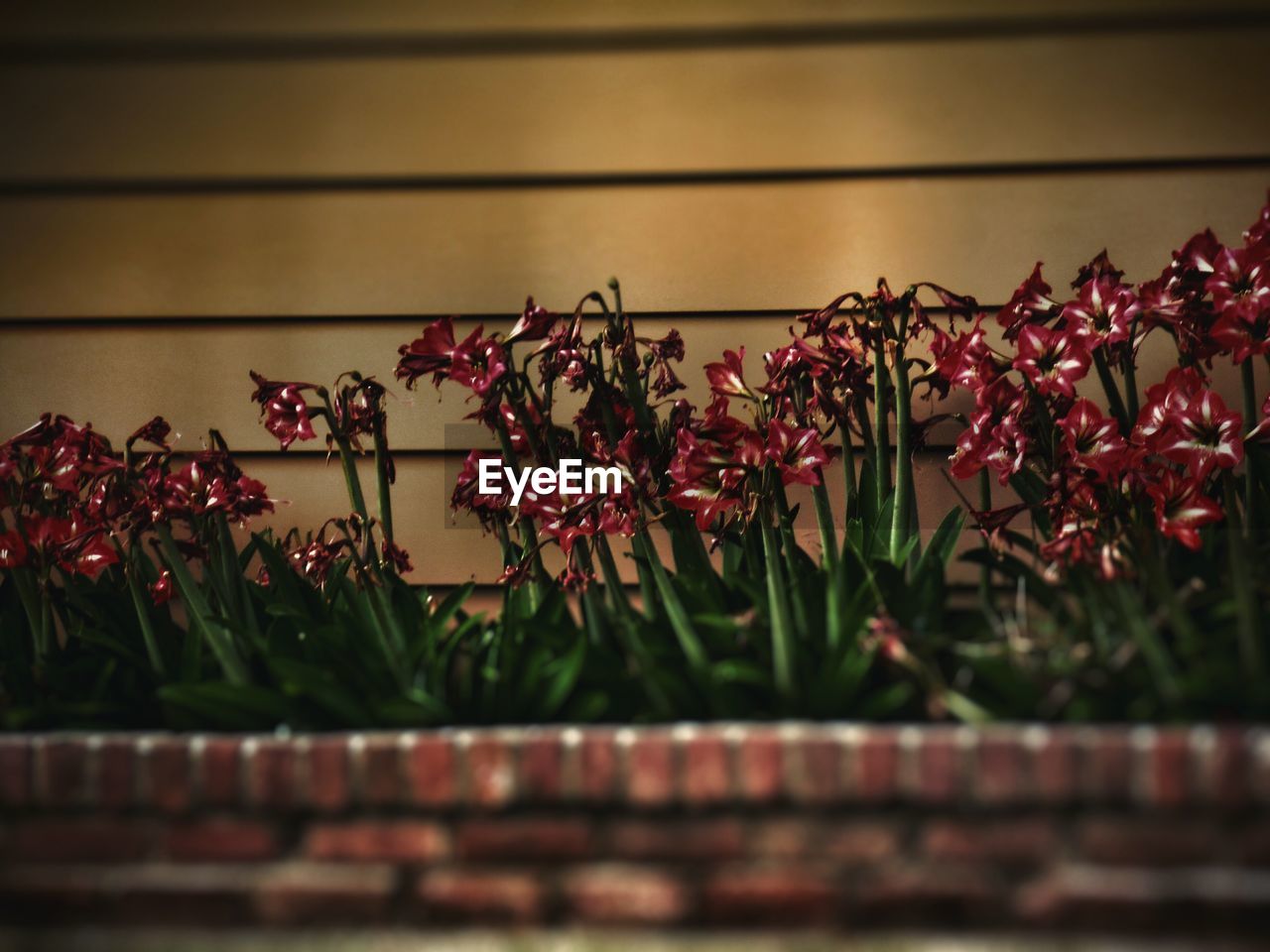 Red flowers blooming outside house