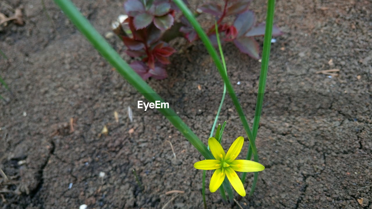 HIGH ANGLE VIEW OF PLANT GROWING IN FIELD