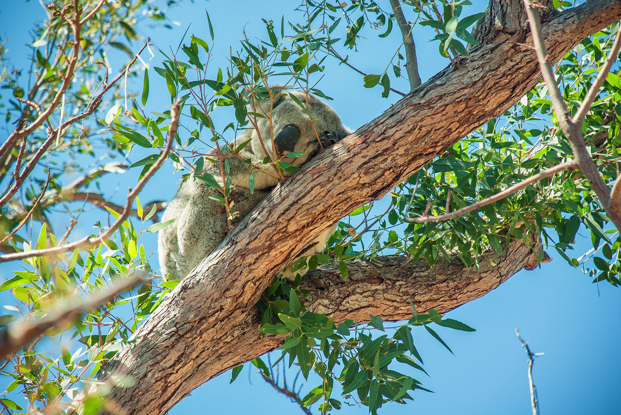 Low angle view of koala on tree against sky