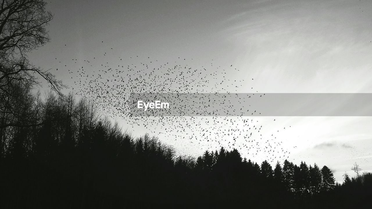 Flock of birds over trees against sky