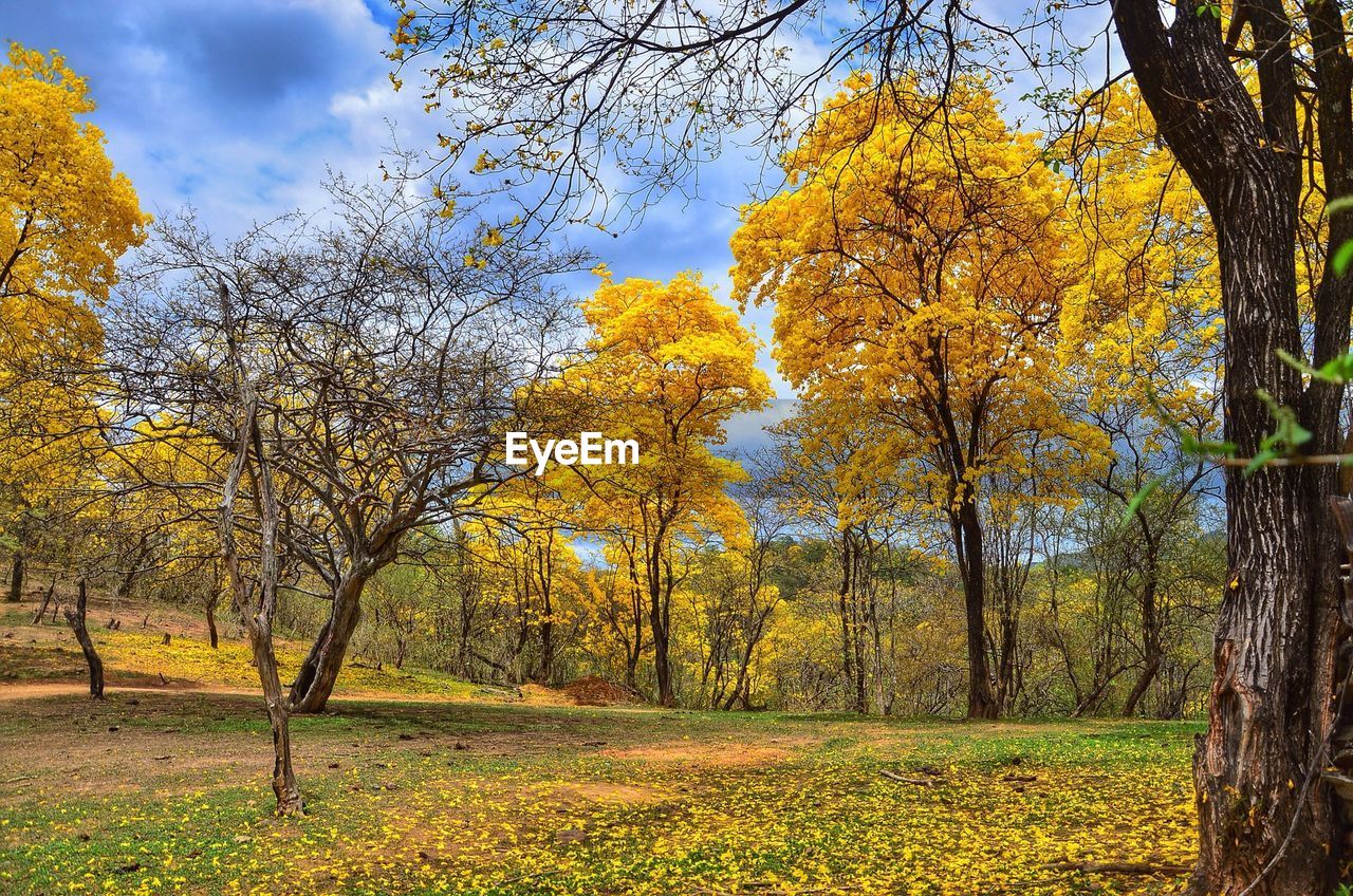 Yellow trees in park