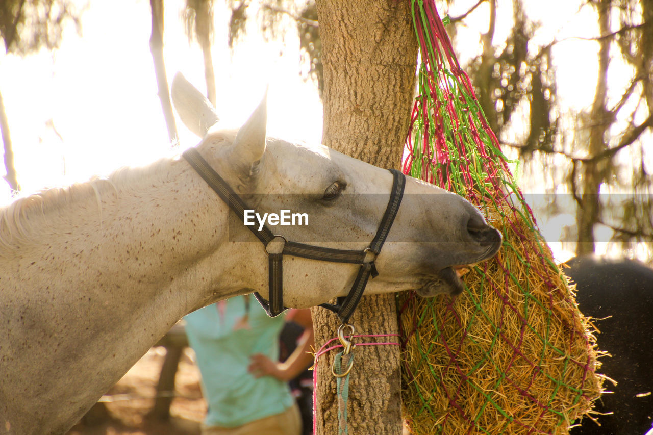 Close-up of horse eating hay