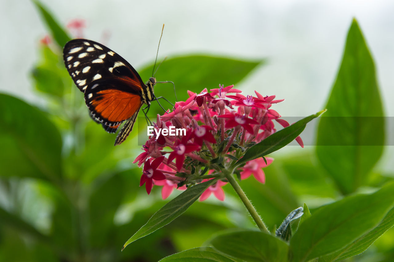 Close-up of butterfly pollinating on pink flower