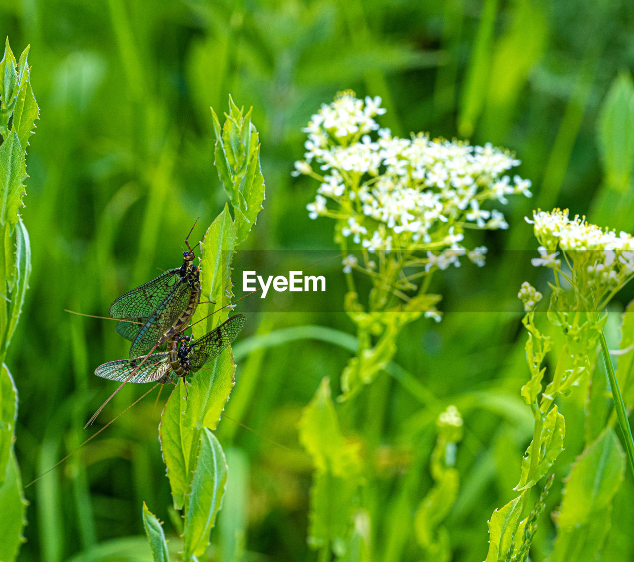 CLOSE-UP OF INSECT ON GREEN FLOWER