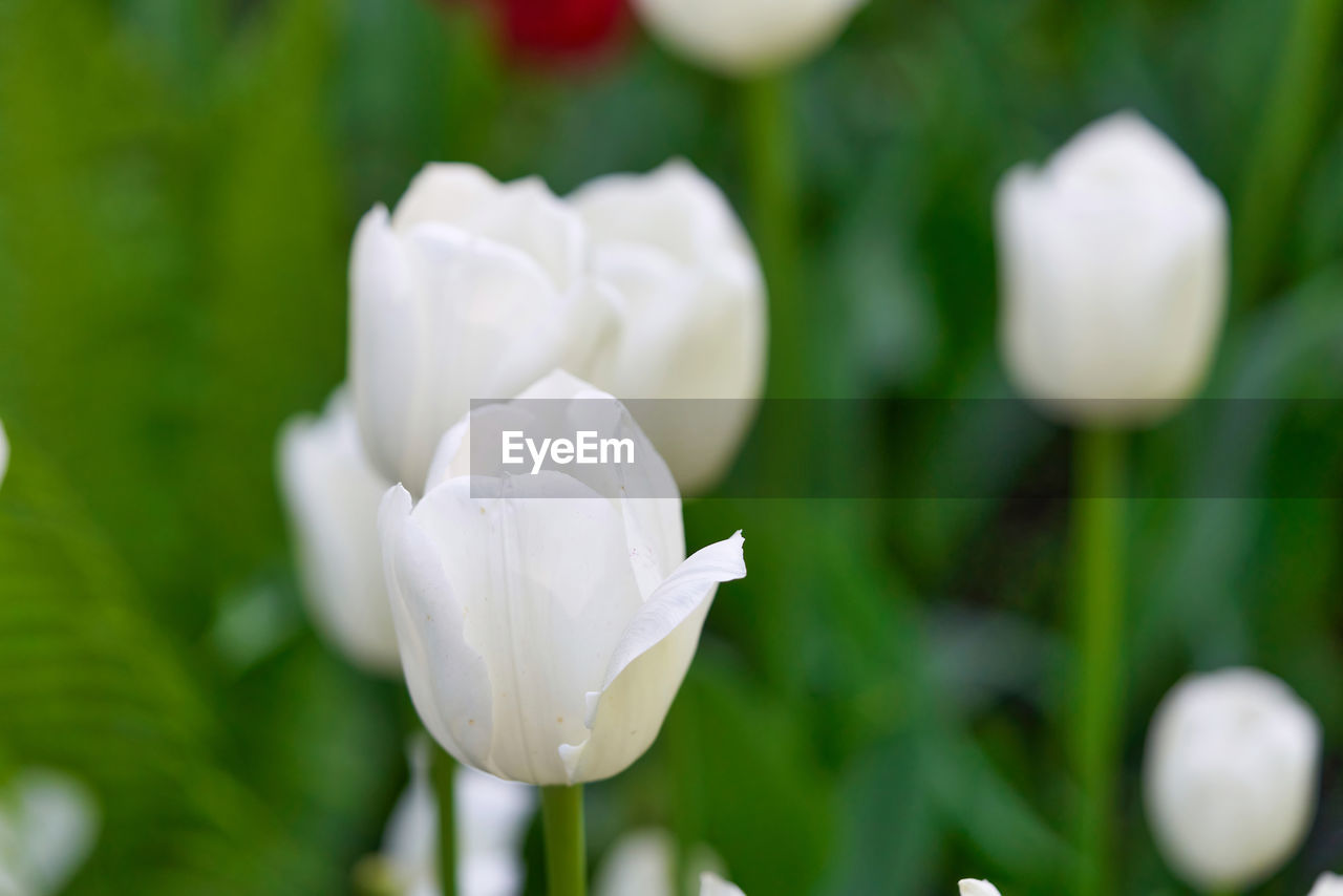 plant, flower, flowering plant, freshness, beauty in nature, petal, close-up, white, fragility, inflorescence, flower head, nature, growth, no people, springtime, focus on foreground, tulip, outdoors, green, day, selective focus, rose, blossom, botany, leaf, macro photography