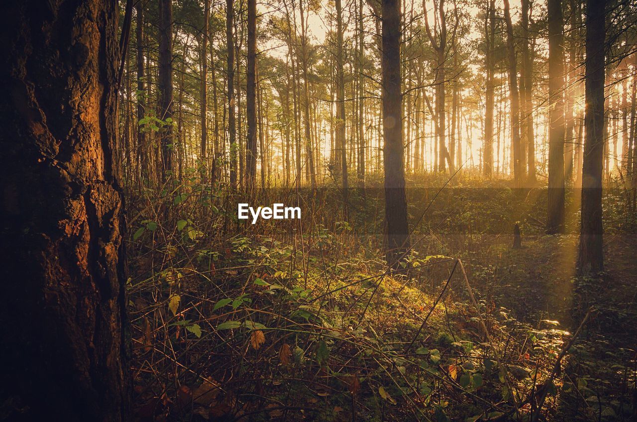 Sunlight streaming through trees in forest