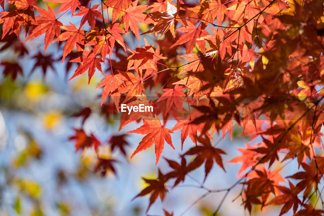 Low angle view of maple leaves on tree