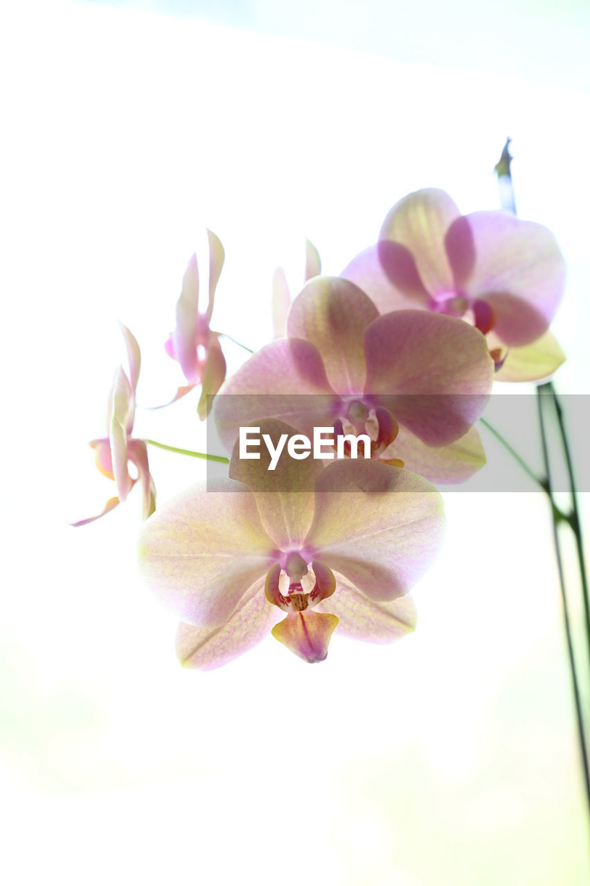 CLOSE-UP OF FRESH PINK ORCHID AGAINST SKY