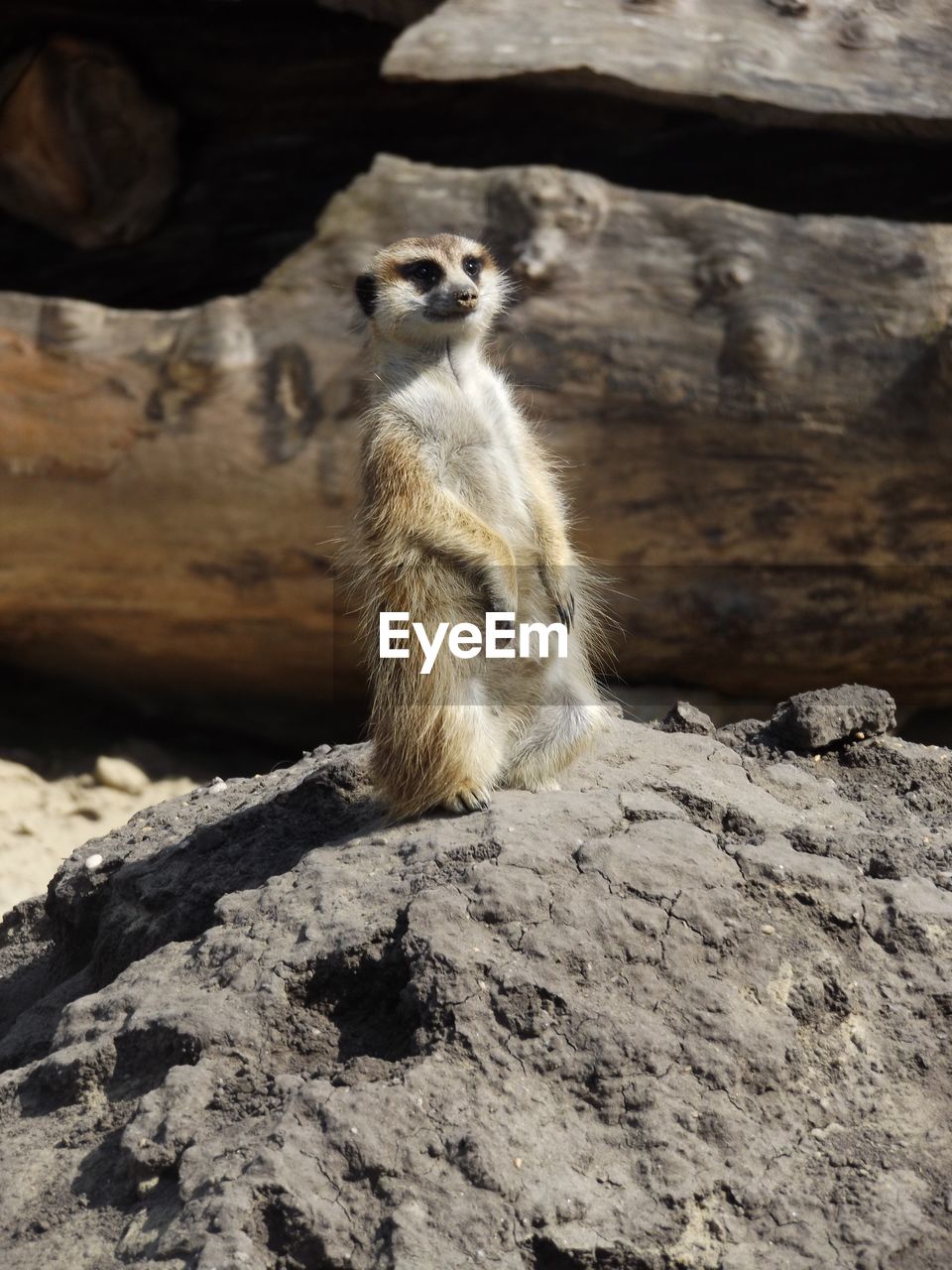 Close-up of meerkat on top of concrete in zoo