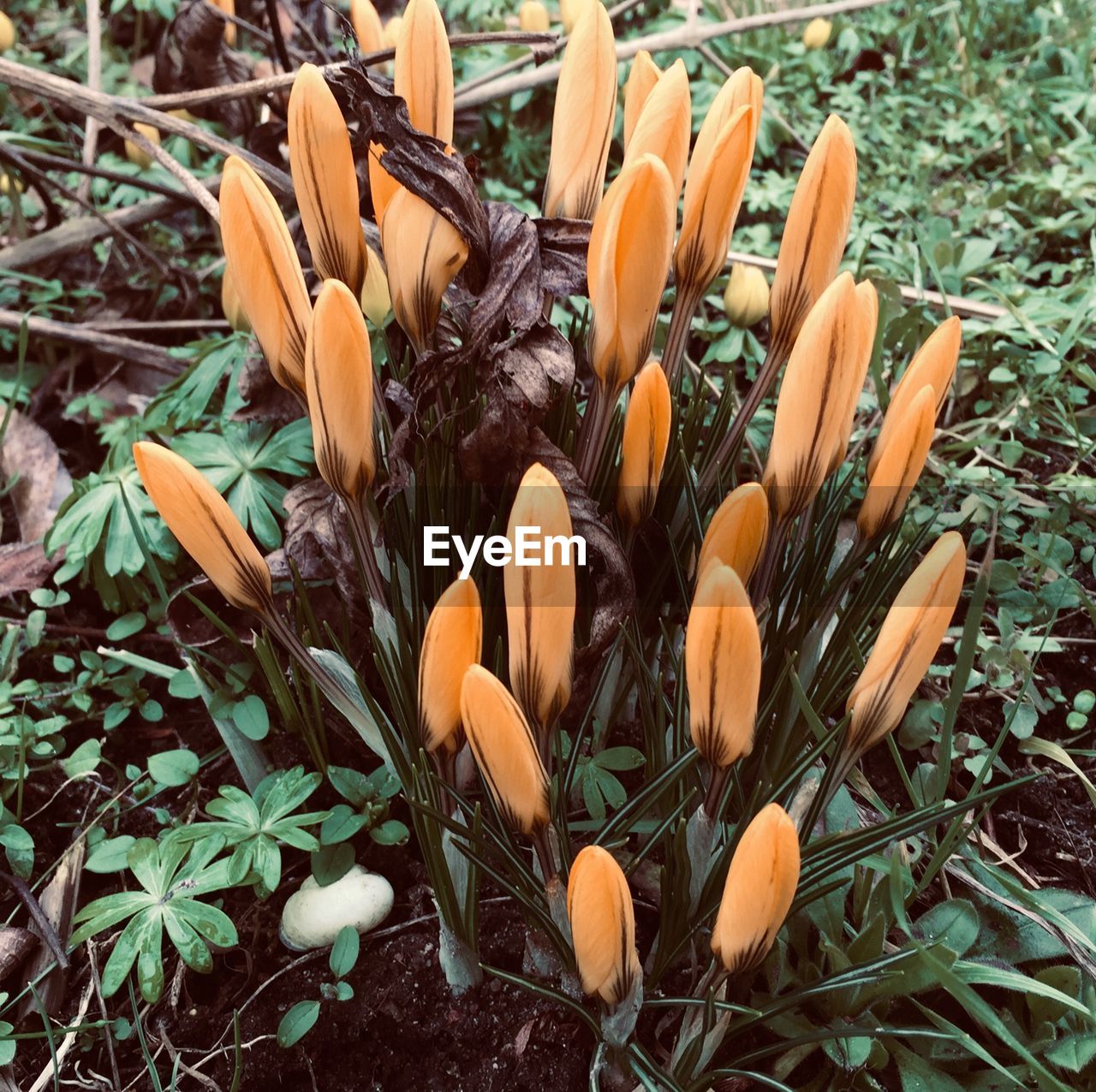 High angle view of flowering plants on field