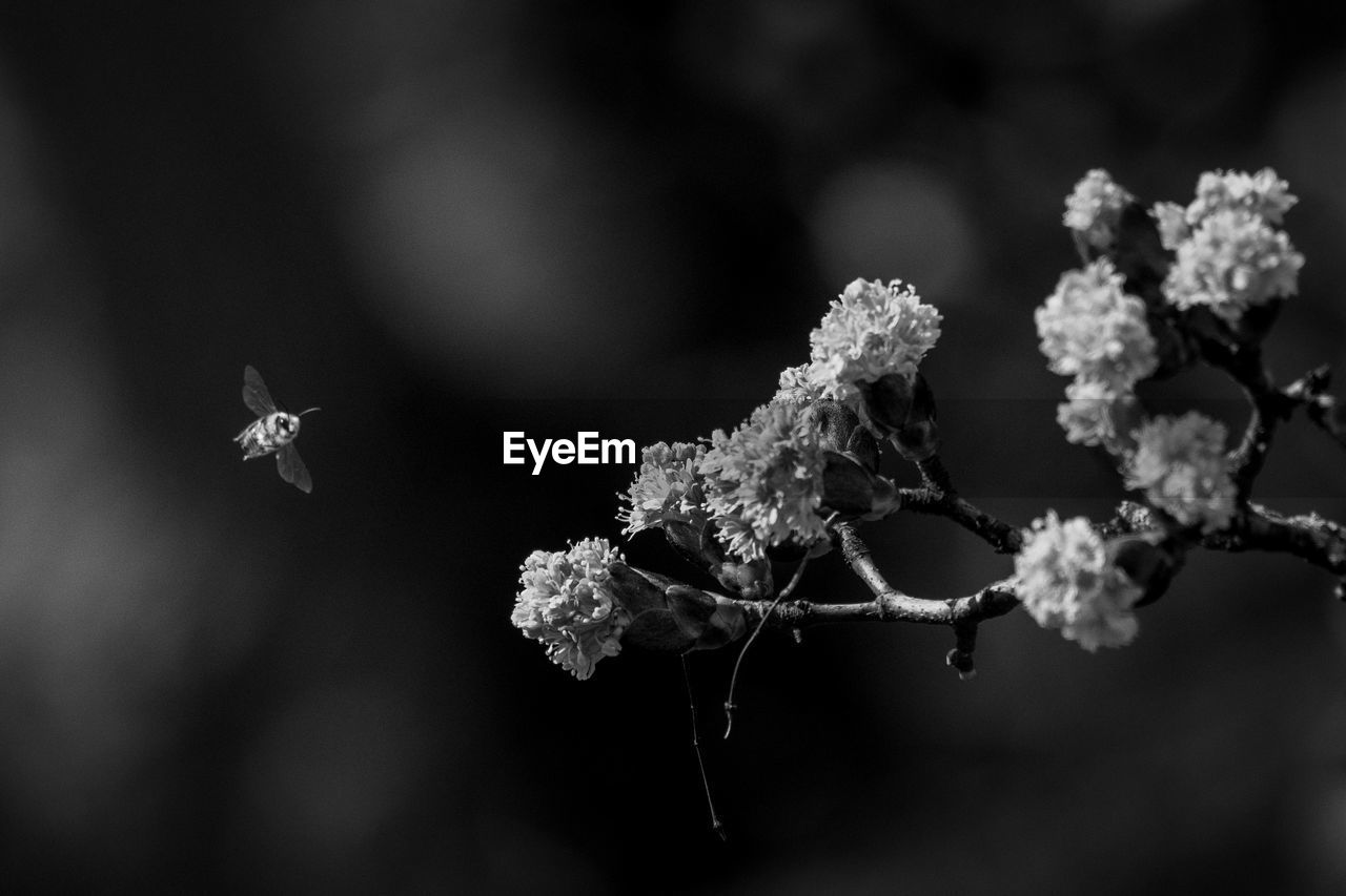 CLOSE-UP OF FROZEN PLANTS