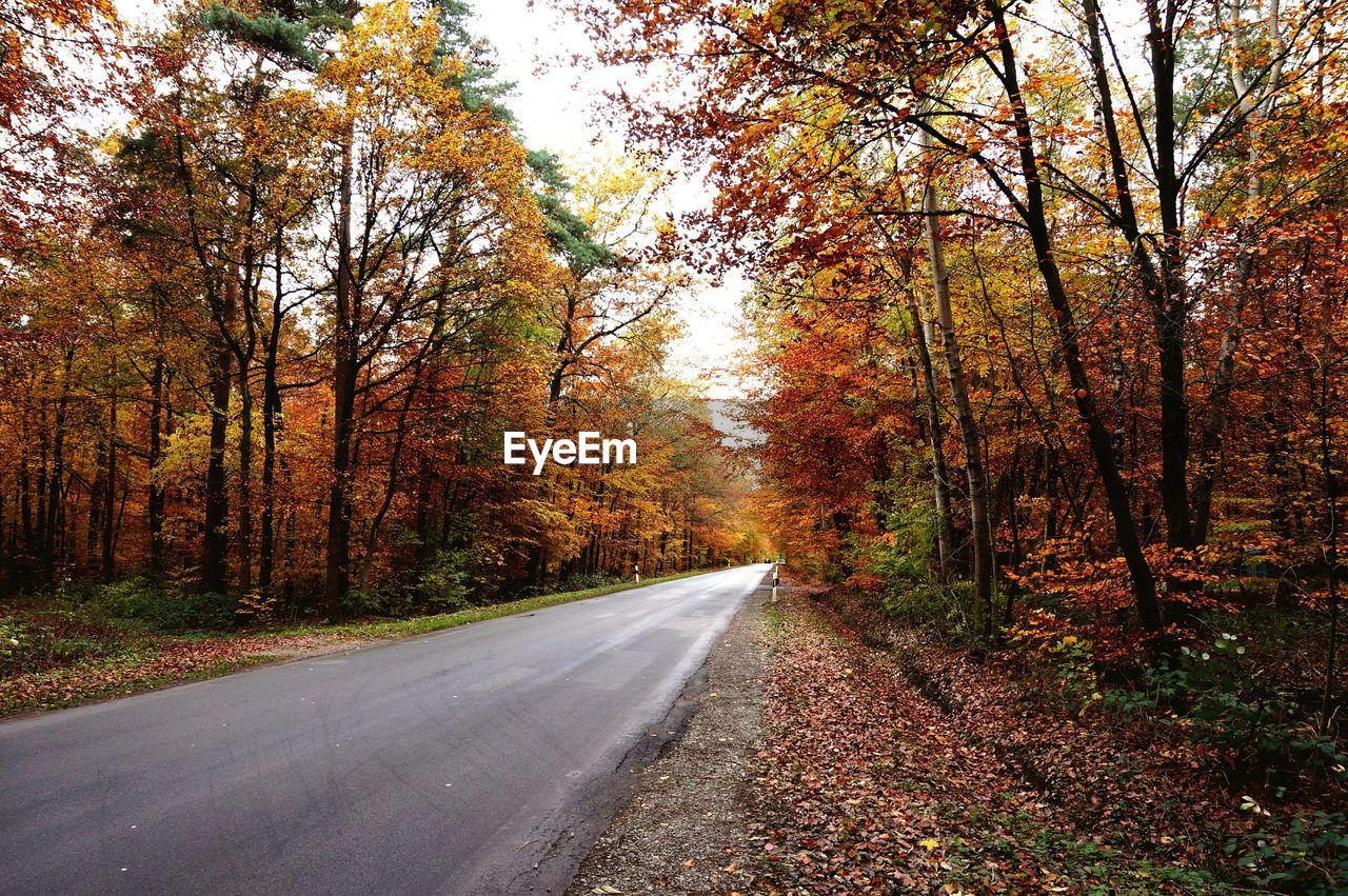 Empty road amidst trees during autumn