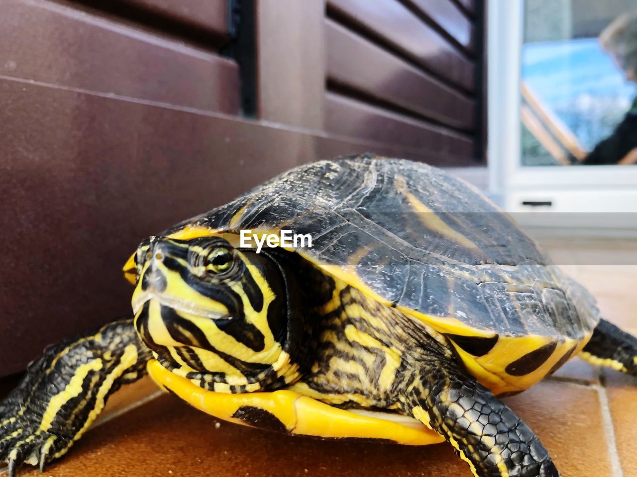 Close-up of a turtle