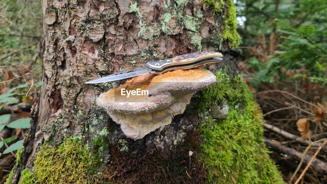 CLOSE-UP OF MUSHROOMS ON TREE TRUNK