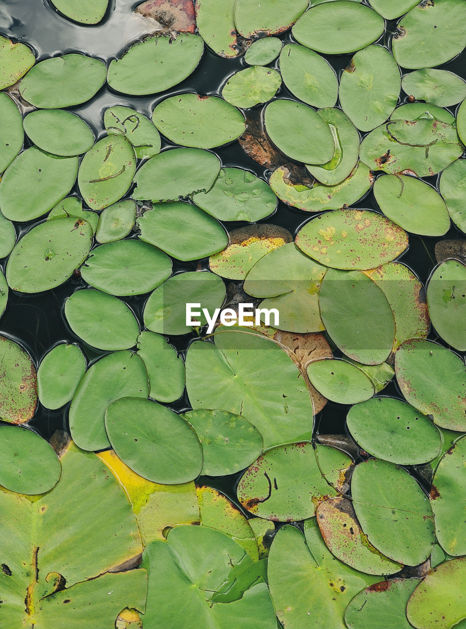 HIGH ANGLE VIEW OF LILY LEAVES FLOATING ON LAKE