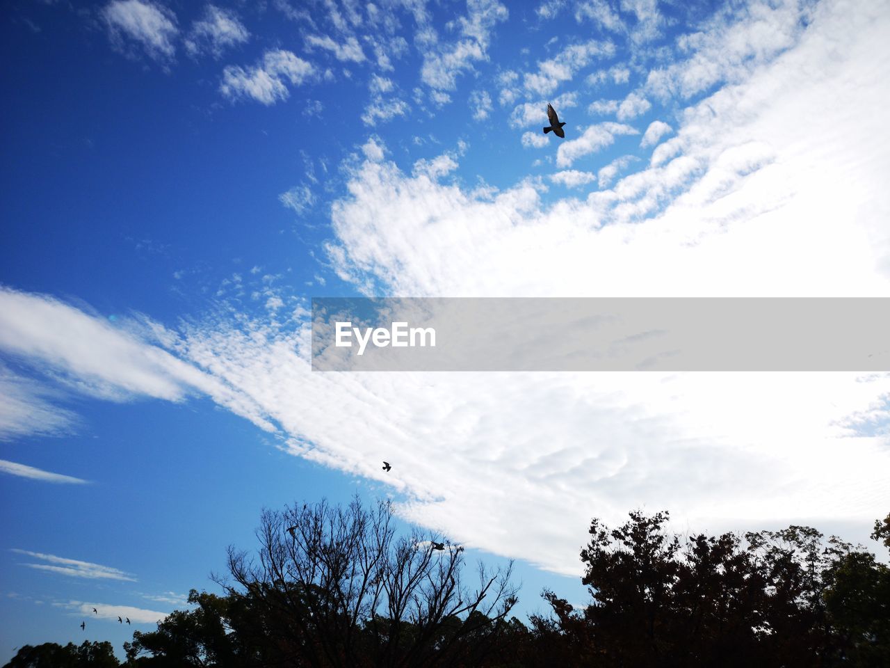 LOW ANGLE VIEW OF BIRD FLYING