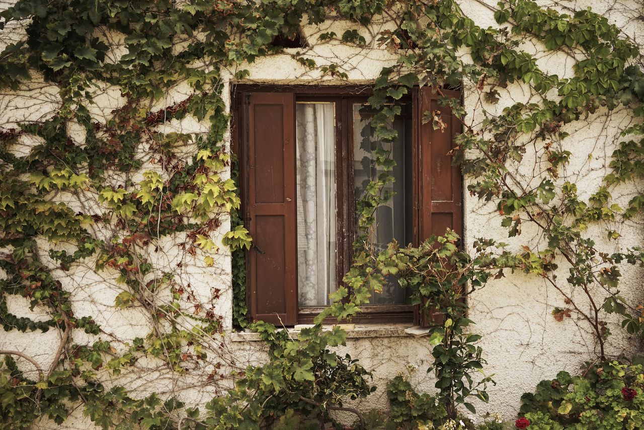 House covered with ivy