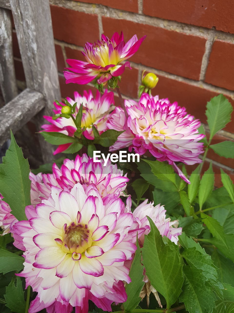 CLOSE-UP OF PINK FLOWERING PLANTS