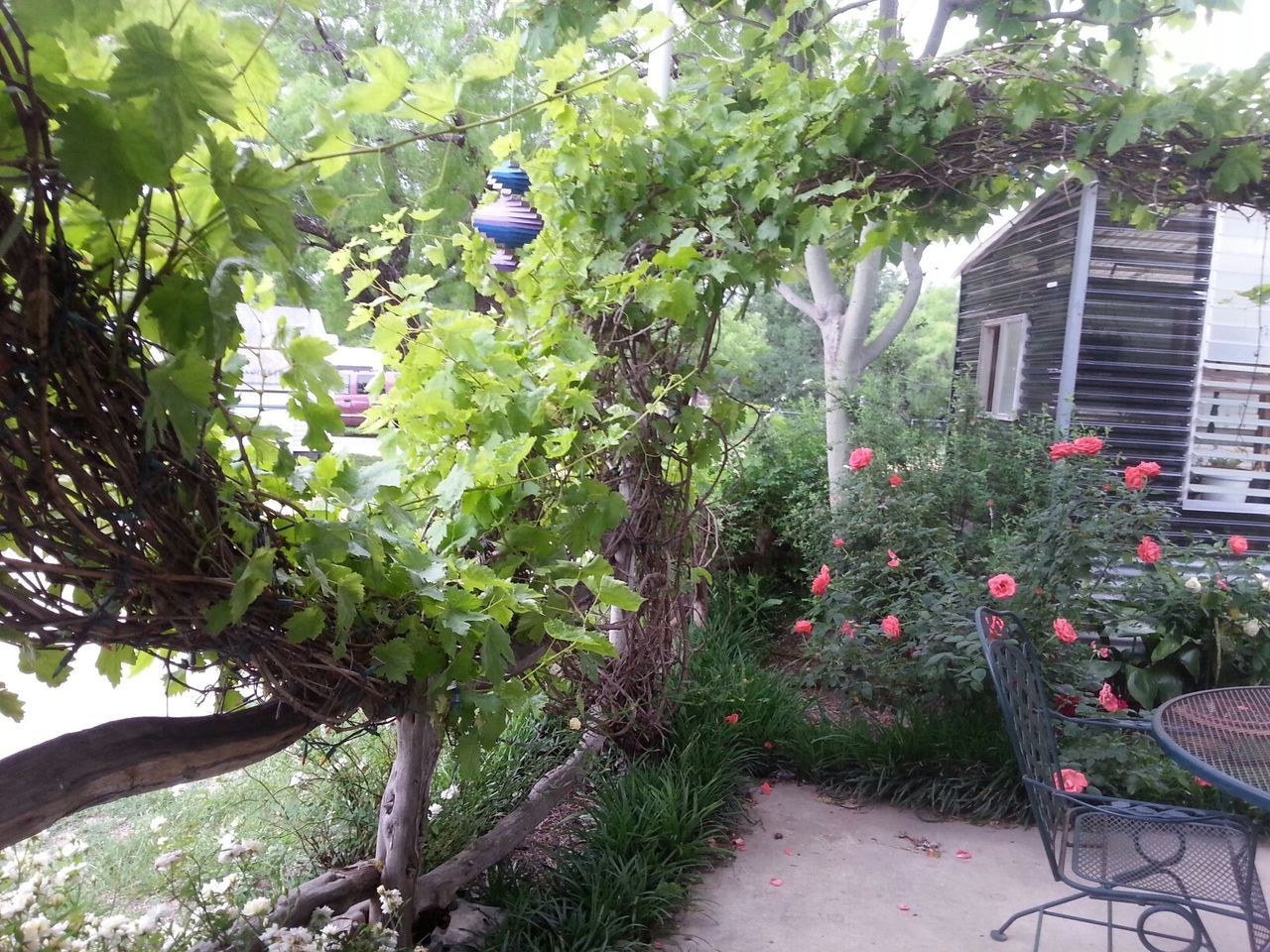 PLANTS GROWING ON TREE