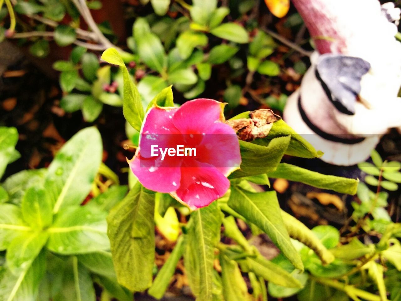 CLOSE-UP OF PINK FLOWER WITH GREEN LEAVES