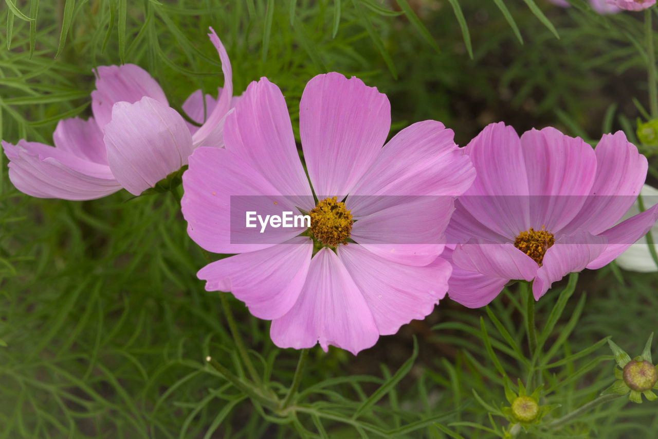 flower, flowering plant, plant, garden cosmos, freshness, beauty in nature, pink, petal, close-up, flower head, inflorescence, nature, growth, fragility, pollen, no people, cosmos, cosmos flower, focus on foreground, outdoors, grass, macro photography, botany, green, wildflower, day, meadow, blossom