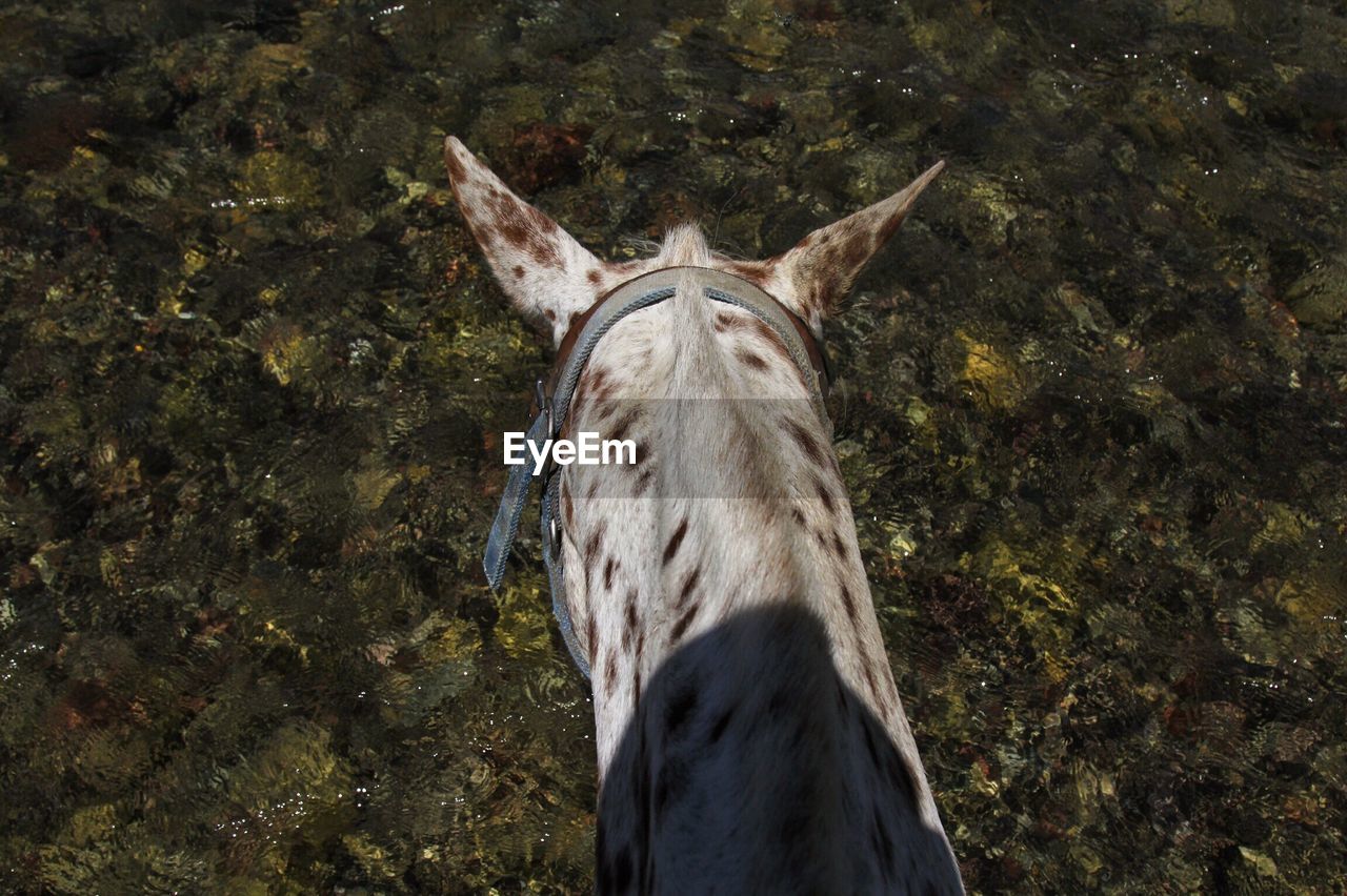 High angle view of horse over water