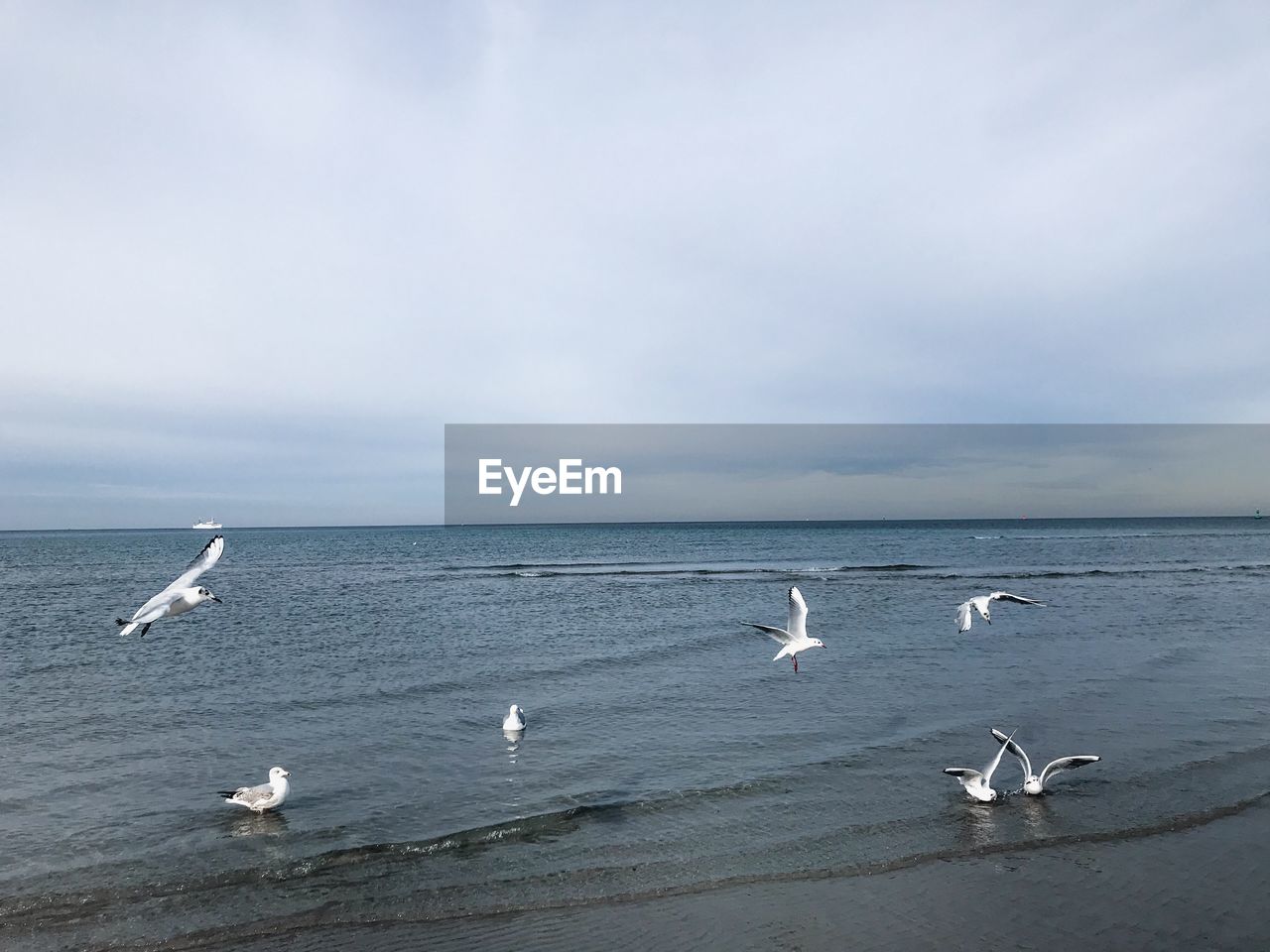 BIRDS FLYING OVER SEA